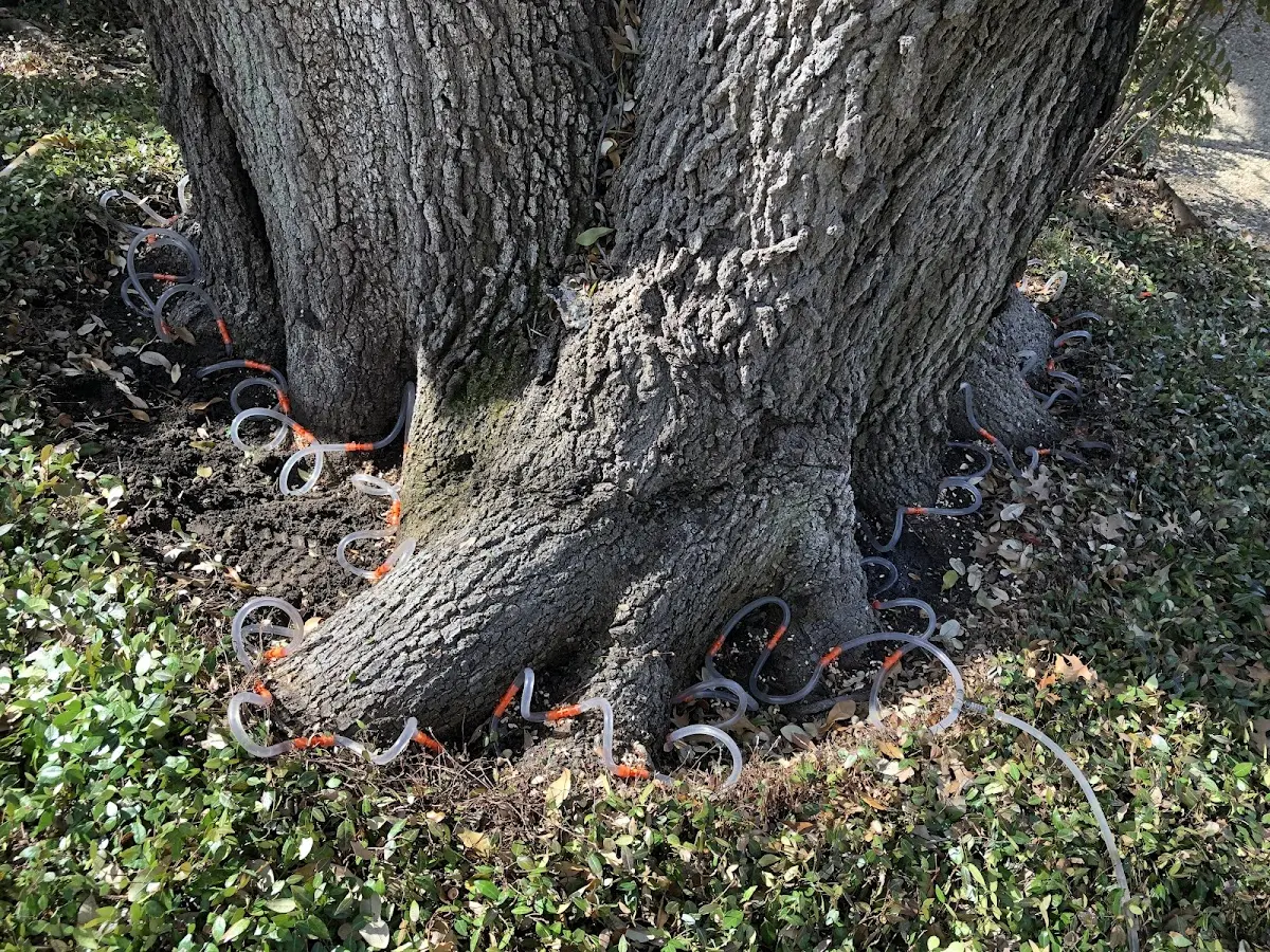 Detailed Tree Cabling and Bracing job site in Clancy