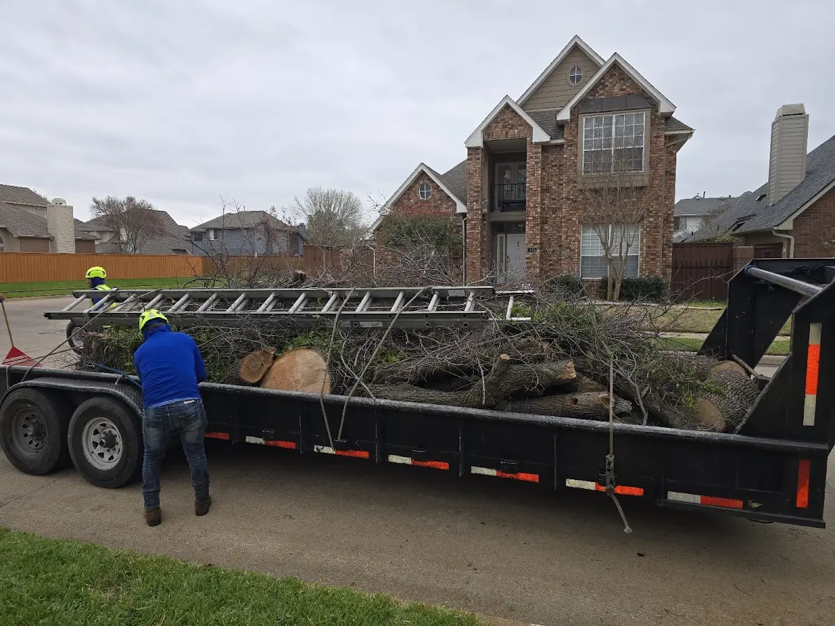 Expert Tree Fertilization with proper safety equipment in Clancy